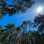 ліс відпочинок